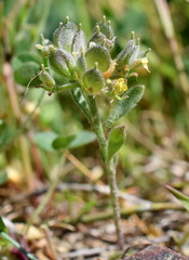 Alyssum umbellatum
