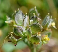 Alyssum umbellatum