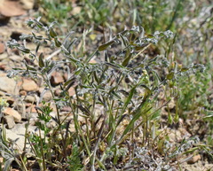 Rochelia retorta