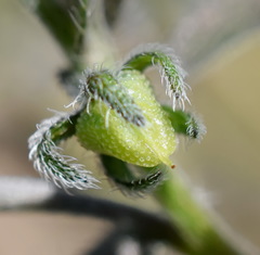 Rochelia retorta
