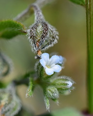 Rochelia retorta
