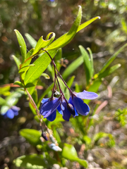 Billardiera heterophylla