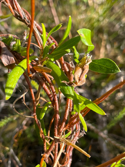 Billardiera heterophylla