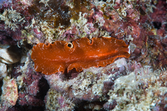Phrikoceros