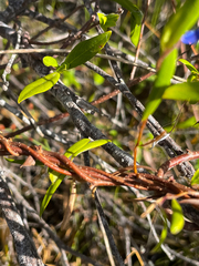 Billardiera heterophylla