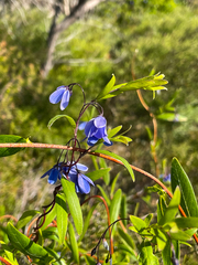 Billardiera heterophylla