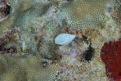 Pascula ochrostoma