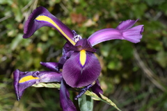 Iris filifolia