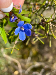 Billardiera heterophylla