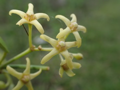 Vincetoxicum biglandulosum