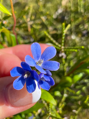 Billardiera heterophylla