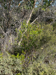 Billardiera heterophylla