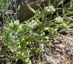 Valerianella muricata
