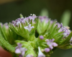 Valerianella muricata