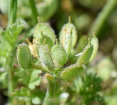 Alyssum umbellatum
