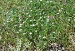 Trifolium leucanthum