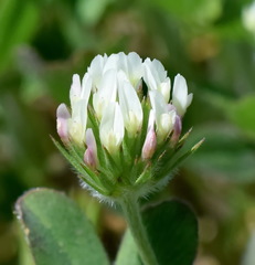 Trifolium leucanthum