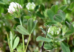 Trifolium leucanthum