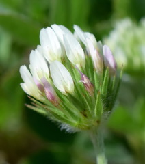 Trifolium leucanthum