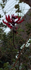 Erythrina corallodendron