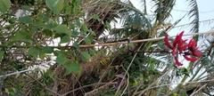 Erythrina corallodendron