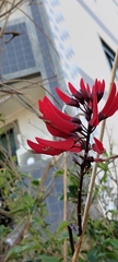 Erythrina corallodendron
