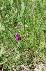 Vicia sativa amphicarpa