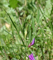 Vicia sativa amphicarpa
