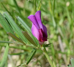 Vicia sativa amphicarpa