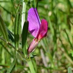 Vicia sativa amphicarpa