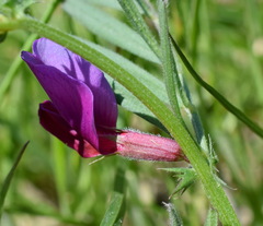 Vicia sativa amphicarpa