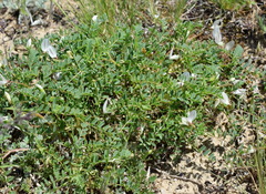 Astragalus guttatus