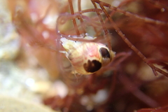 Eulithidium