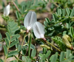Astragalus guttatus