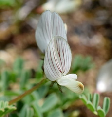 Astragalus guttatus