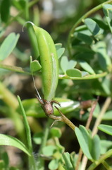 Astragalus guttatus