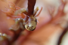 Eulithidium