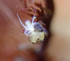 Eulithidium