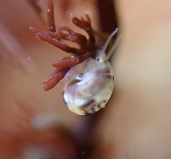 Eulithidium
