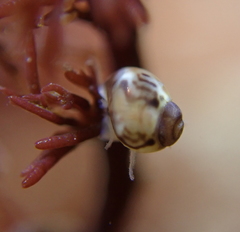 Eulithidium
