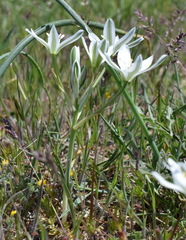 Ornithogalum navaschinii