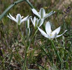 Ornithogalum navaschinii