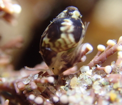 Eulithidium