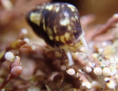 Eulithidium