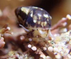 Eulithidium