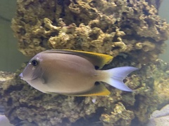 Ctenochaetus tominiensis