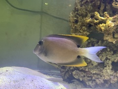 Ctenochaetus tominiensis