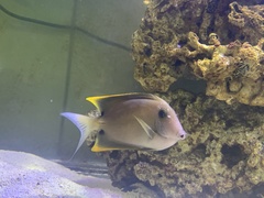 Ctenochaetus tominiensis