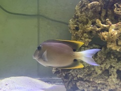 Ctenochaetus tominiensis