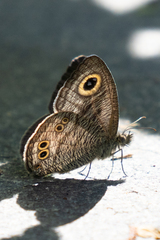 Ypthima baldus newboldi